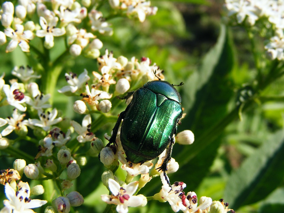Diamonds in My Coal bucket Appalachian Word of the Week JUNE BUG