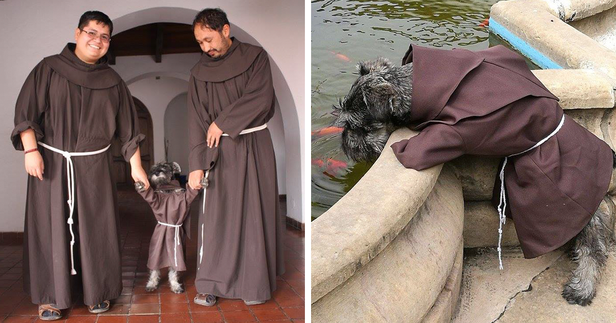 A Stray Dog Became A Monk In The Funniest And Sweetest Way