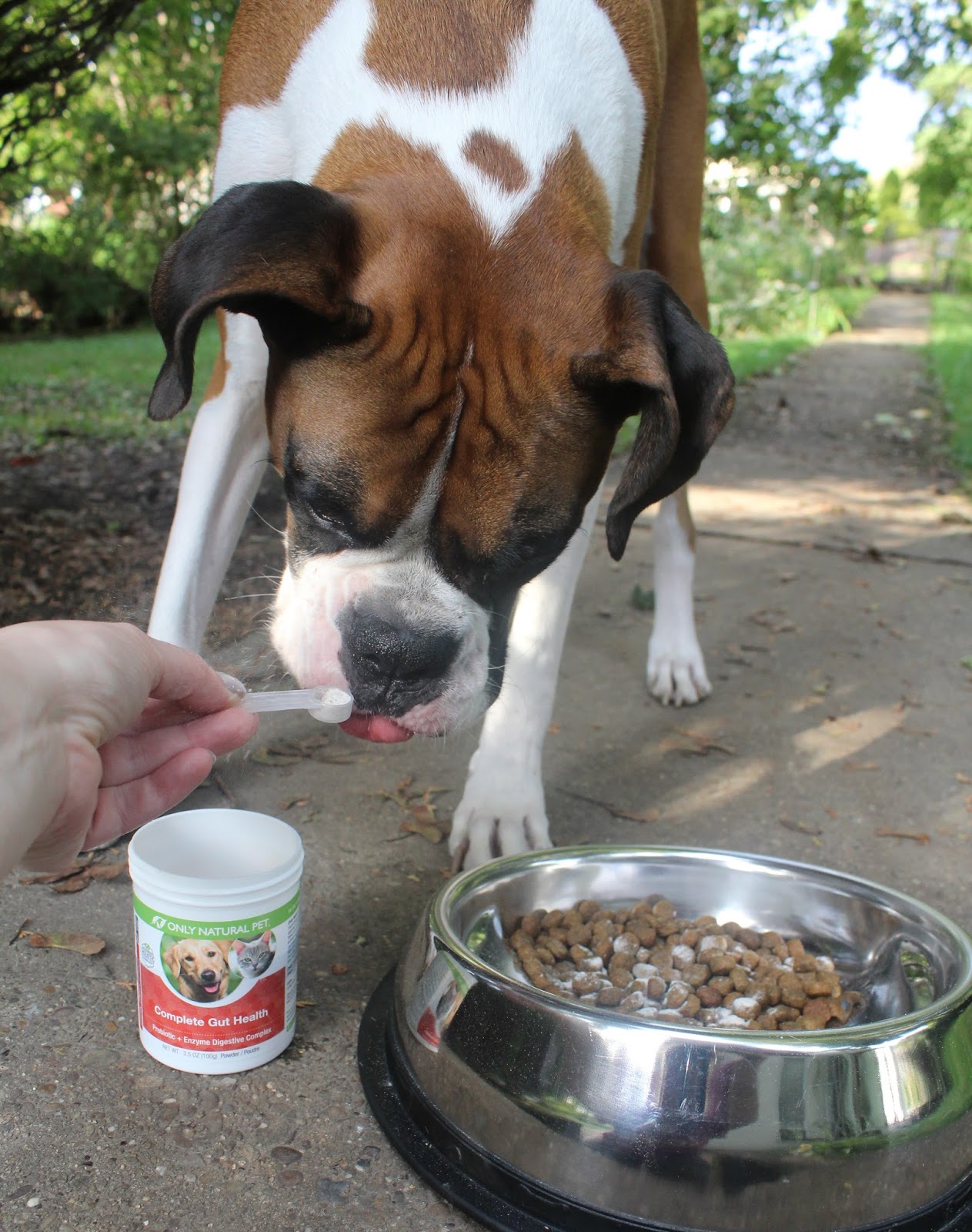 Dog Madness Give Your Dog Complete Digestive Care Holistically