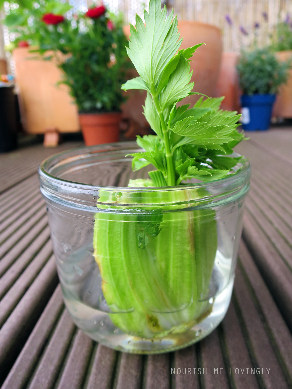 water-celery