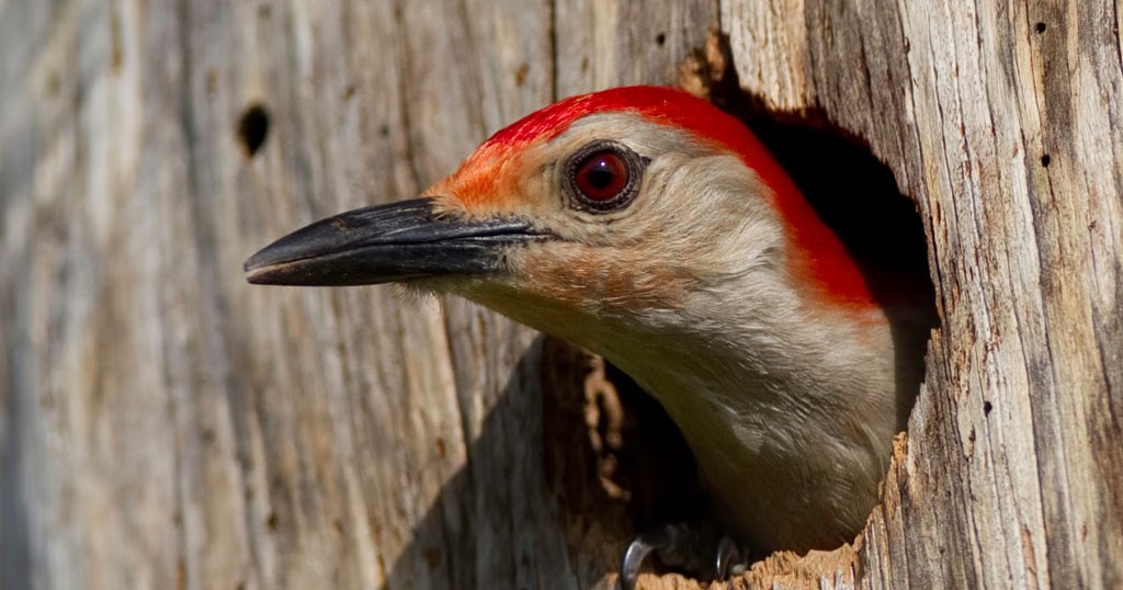 Solve bird problems using humane bird deterrents for pest bird control