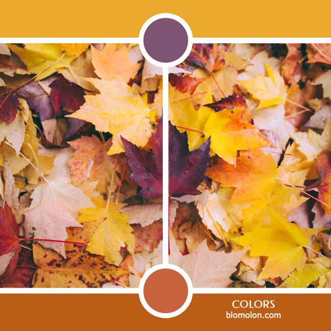 variedad en color color 23 variedad_en_color_color_23