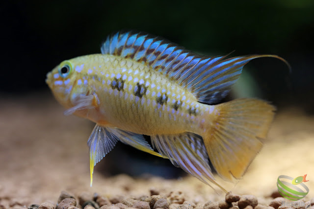 F1 Apistogramma cf. ortegai (pebas)