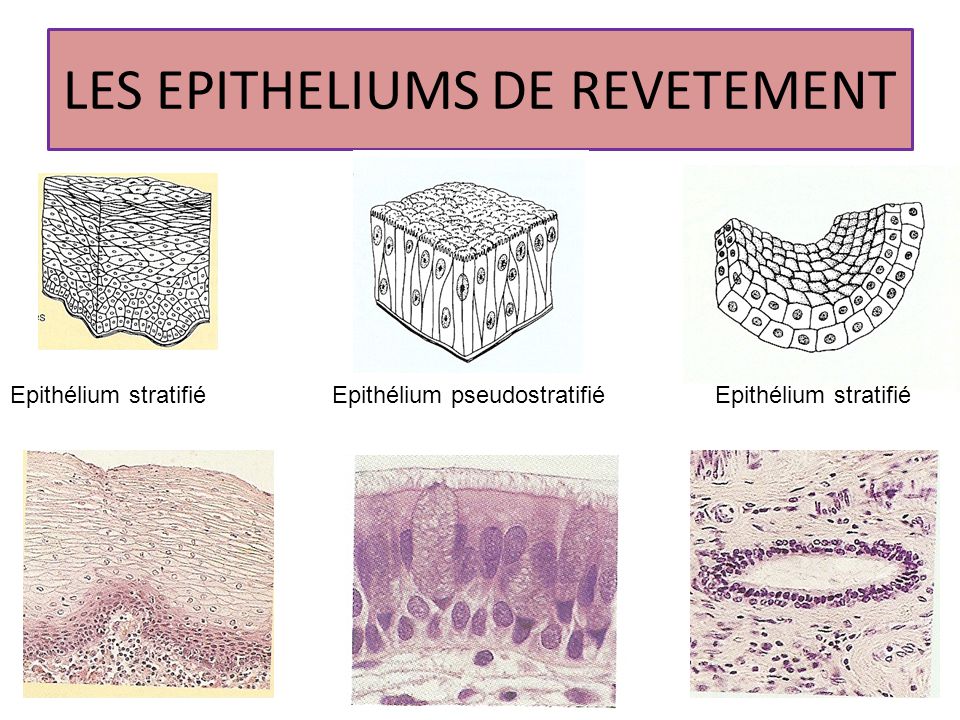 Tissu Epithelial