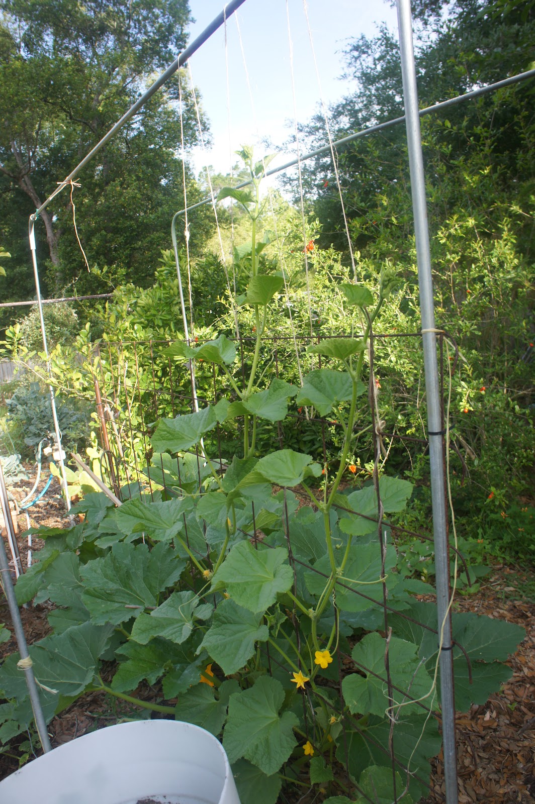 Gardening in Central Florida More April Garden Pictures... Squash
