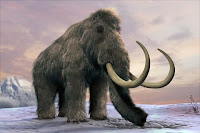 Cloning the Woolly Mammoth Cloning the Woolly Mammoth