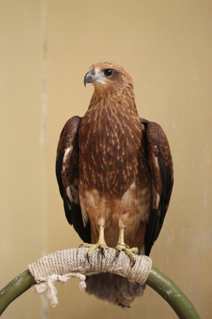 Gambar Tattoos Tato Elang Legendanya Eagle Legends Jadikan