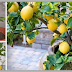 Detailed Instructions On How To Grow A Lemon Tree From Seed Easily In Your Own Home