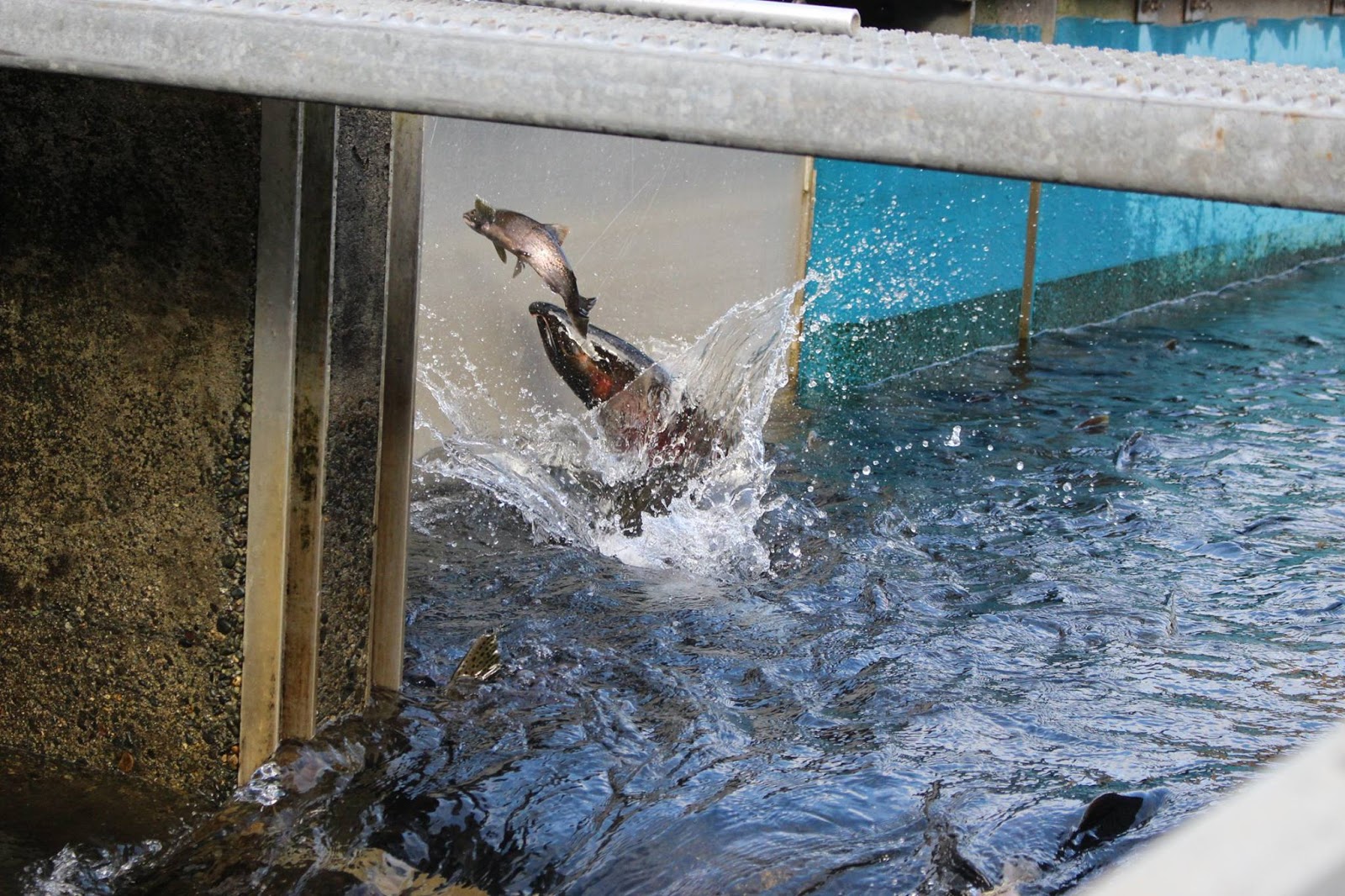 BC Oceanfront Quinsam River Salmon Hatchery