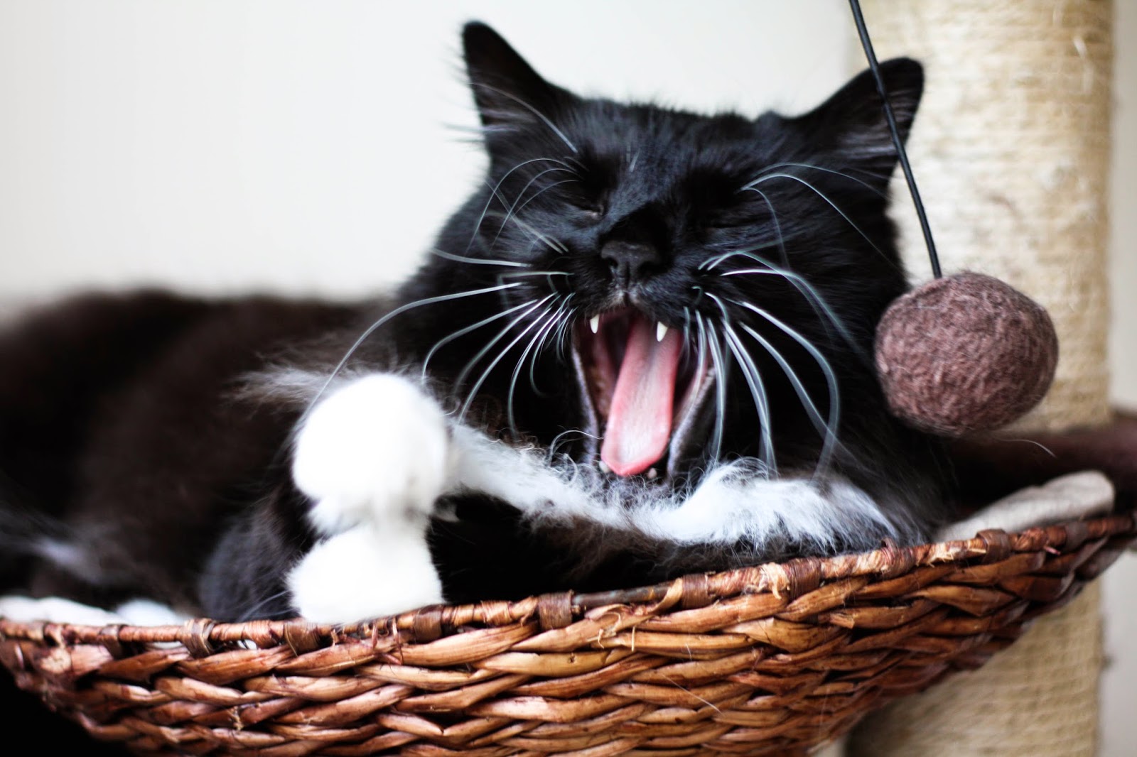 Cookie Taking your cat for trips