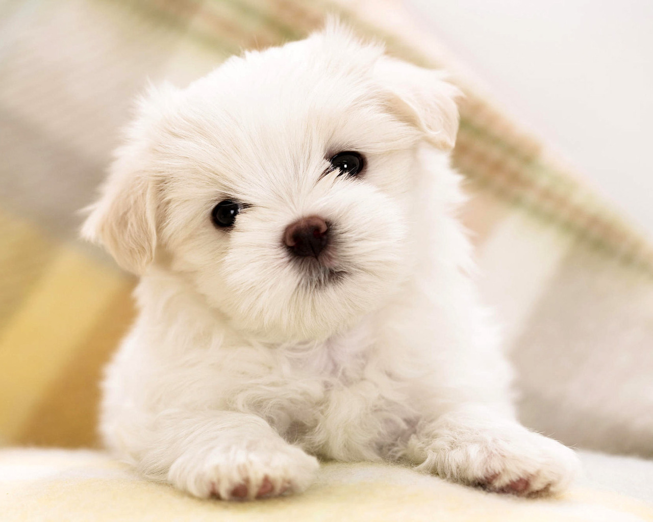 Poodle Puppy Pictures Information