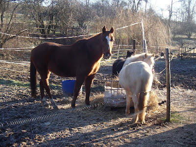 Konie, jazda konna, jazda w terenie, pensjonat dla koni w Węgrzcach