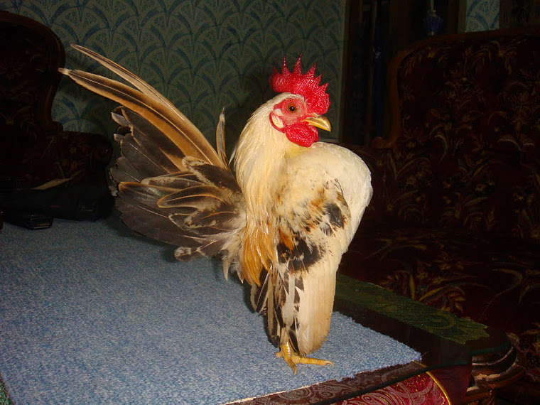 Ayam Serama: Ayam Serama : Efek Vibran dan One Position 