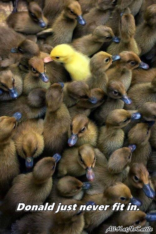 donald-duck-trump.jpg