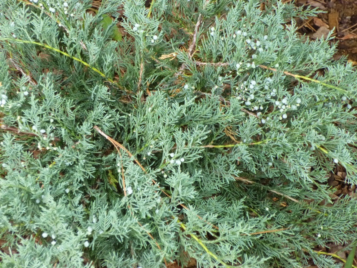 Juniperus virginiana "Grey Owl" 