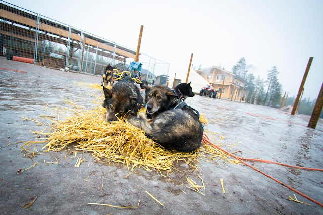Bearhill husky-Slitta trainata dai cani-Rovaniemi