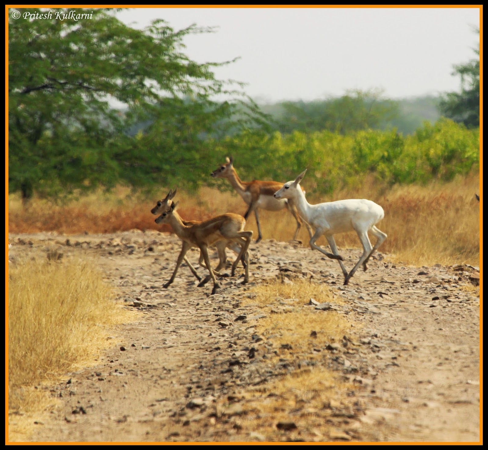 Albino Blackbuck Albino Blackbuck