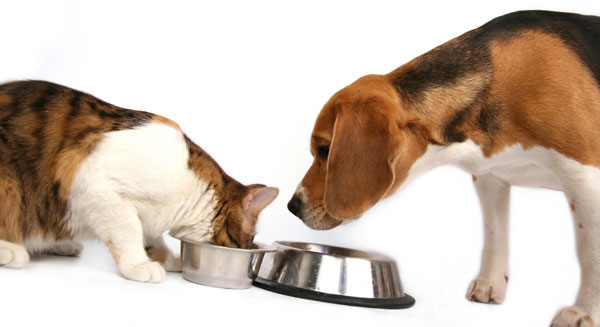Dog Not Eating But Drinking Water Dog Not Eating But Drinking Water