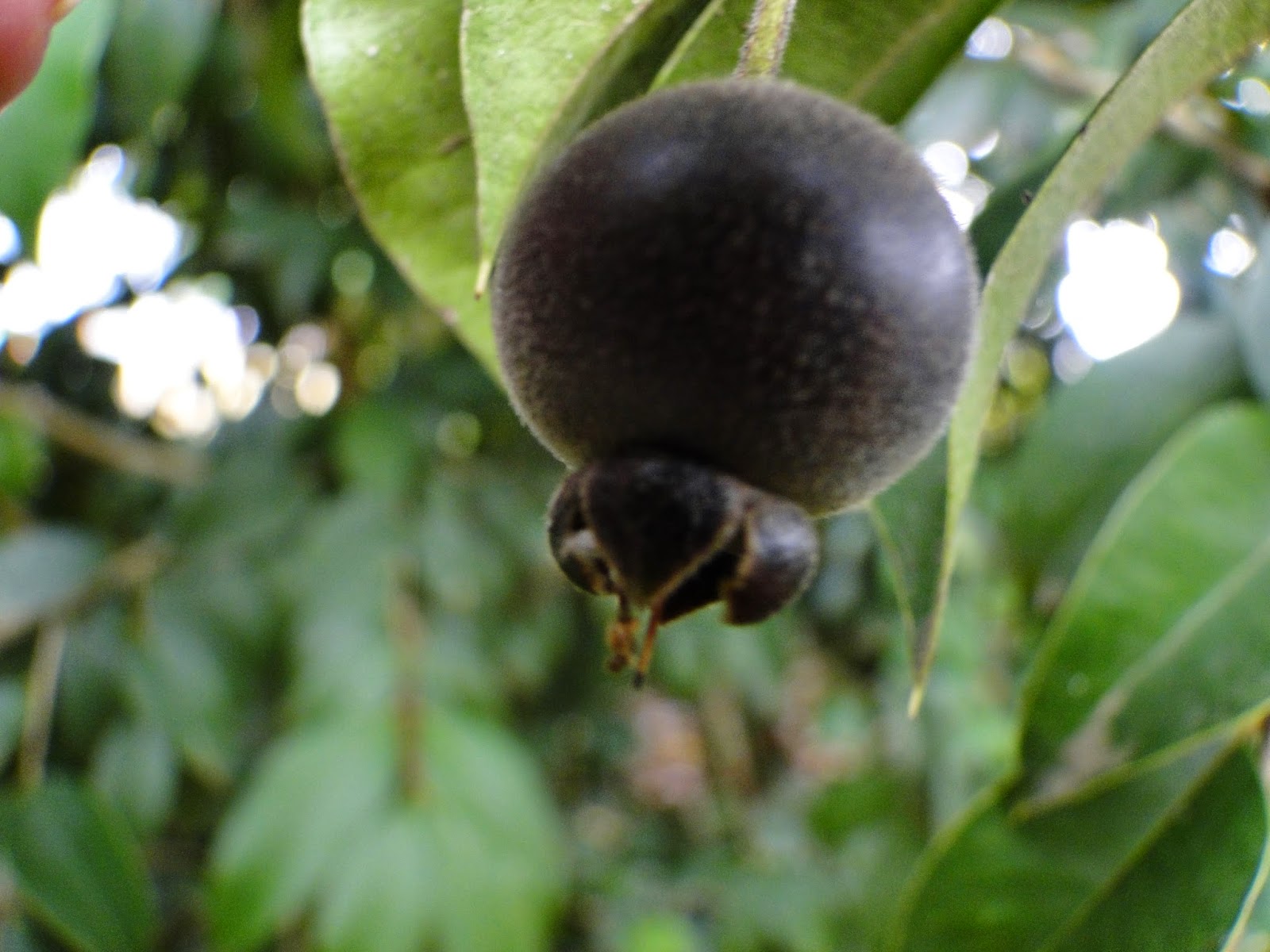 e Vida O guabiju e a saudade