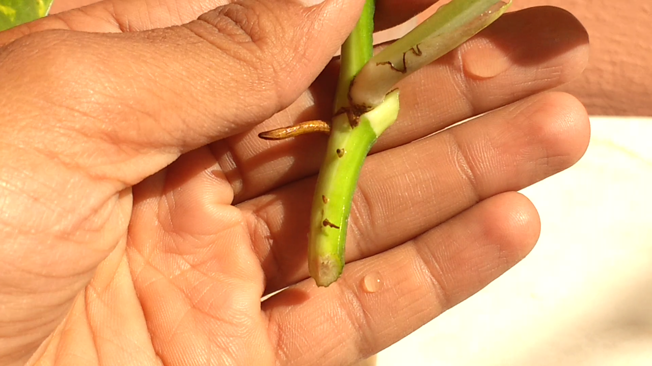How To Take A Cutting From A Money Tree Plant