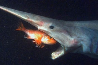 14 Jenis Ikan Hias Air Laut Langka dan Unik