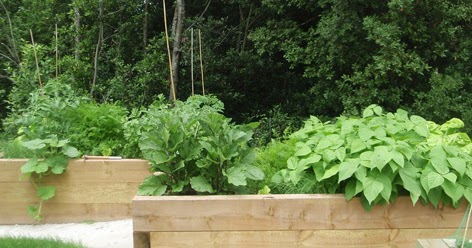 CULTIVO DE HORTALIZAS DE VERANO EN CAJONERA