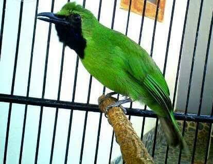 Suara Tembakan Burung Cucak Ijo Bisa Untuk Masteran Gemar Ternak