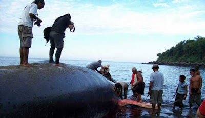 East Nusa Tenggara Whale hunting, Whalers village, Whale spear