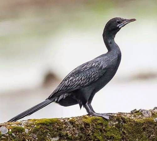Indian birds - Little cormorant - Microcarbo niger