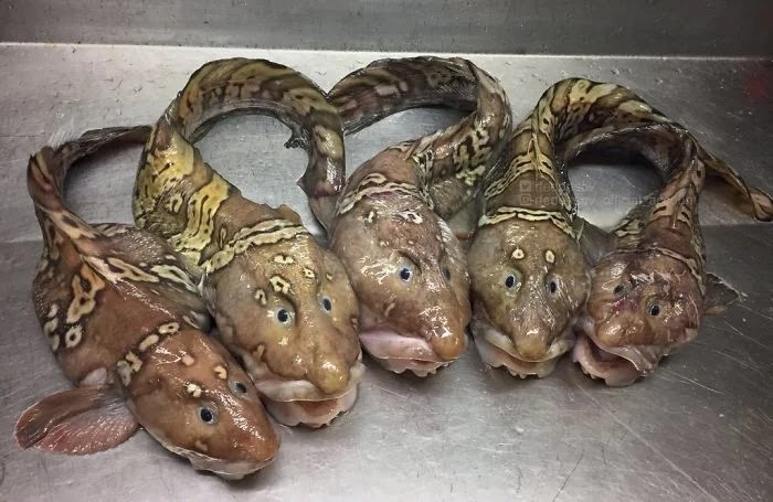 Ikan Laut Dalam Roman Fedortsov