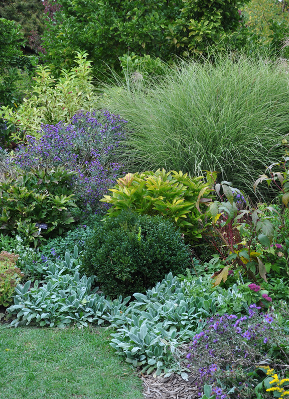 Three Dogs in a Garden Favourite Ornamental Grasses Part 1