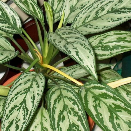 Aglaonema Spring Show
