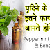पुदीना का तेल के चमत्कारी लाभ, health Benefits of Mint Oil
