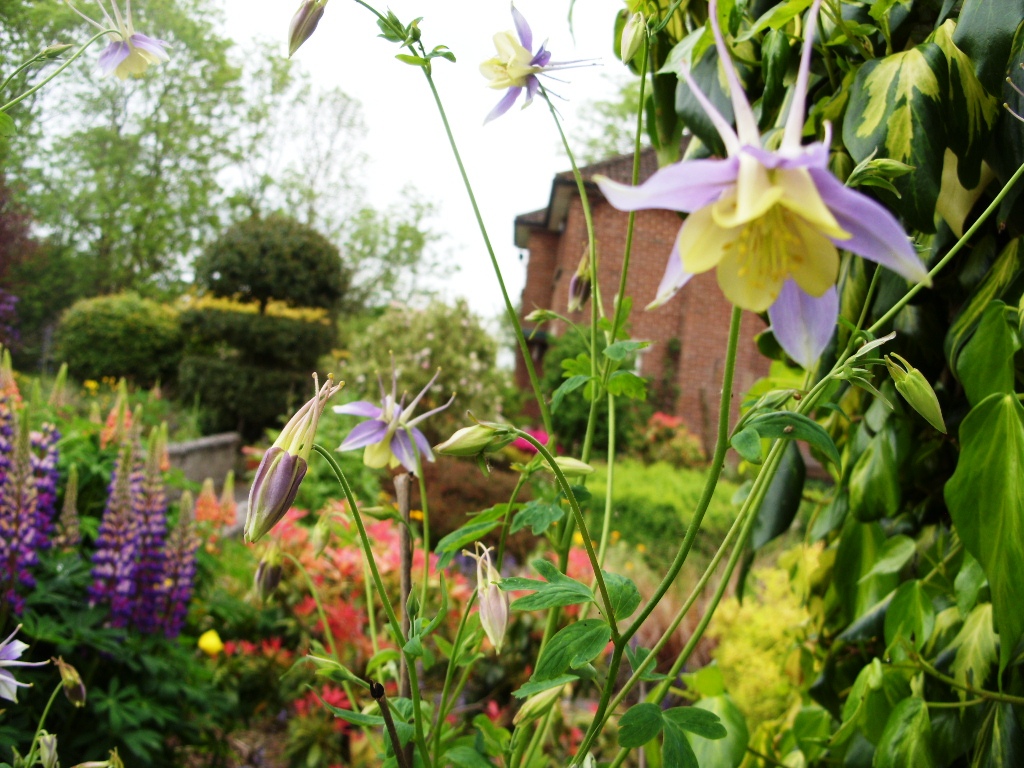 Kelli's Northern Ireland Garden May Flowers