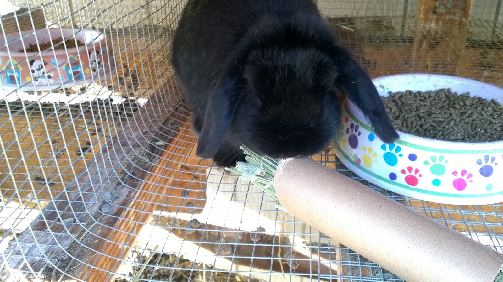 DIY Bunny Boredom Buster!