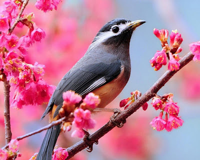 beautiful-bird-on-branch-3.jpg