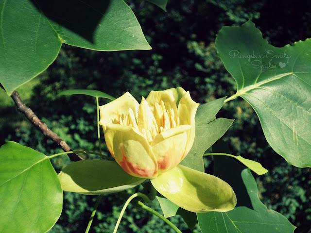 Yellow flower