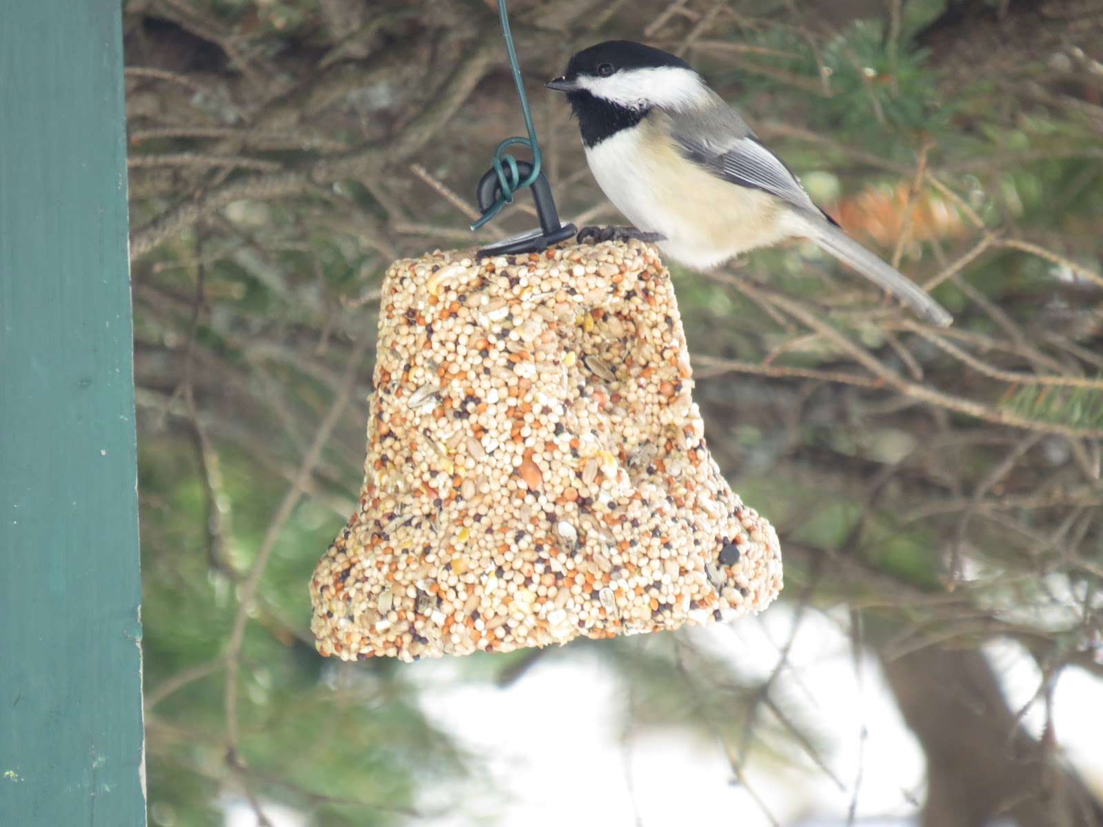 Thelma S Days Birds At The Feeder
