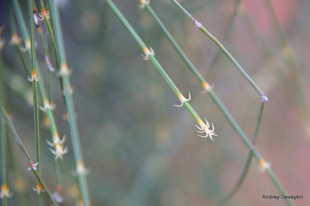 Казуарина (Casuarina)