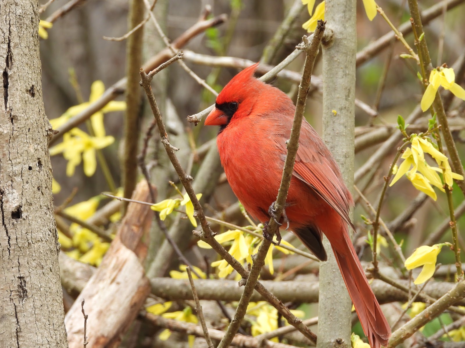 Bird & Travel Photos, Birding Sites, Bird Information MALE NORTHERN