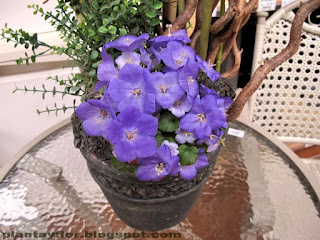 Campanula carpatica