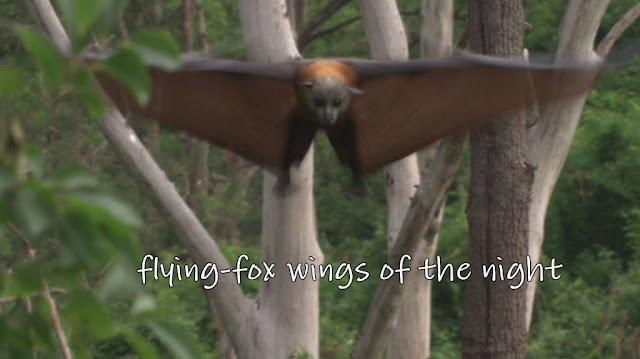 Info on Bats | Flying-fox Wings of the Night