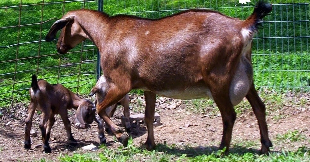 The Hows and Whys of OnceADay Milking Oak Hill Homestead