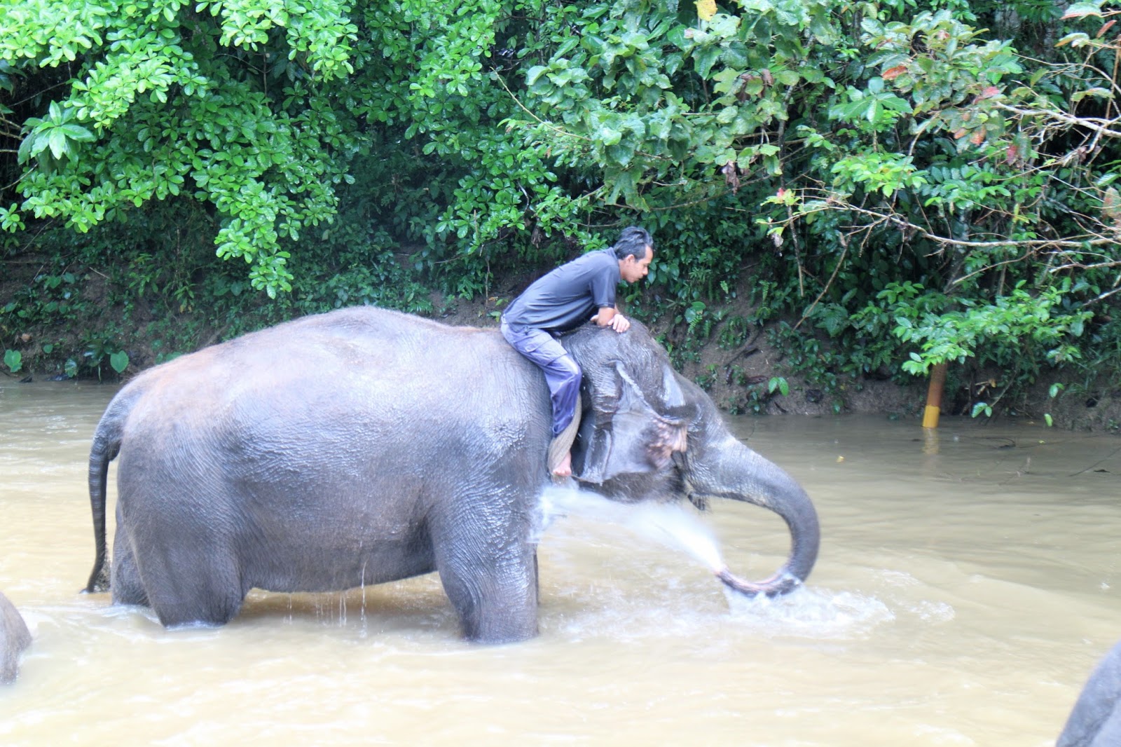 Elephant sanctuary in Malaysia 