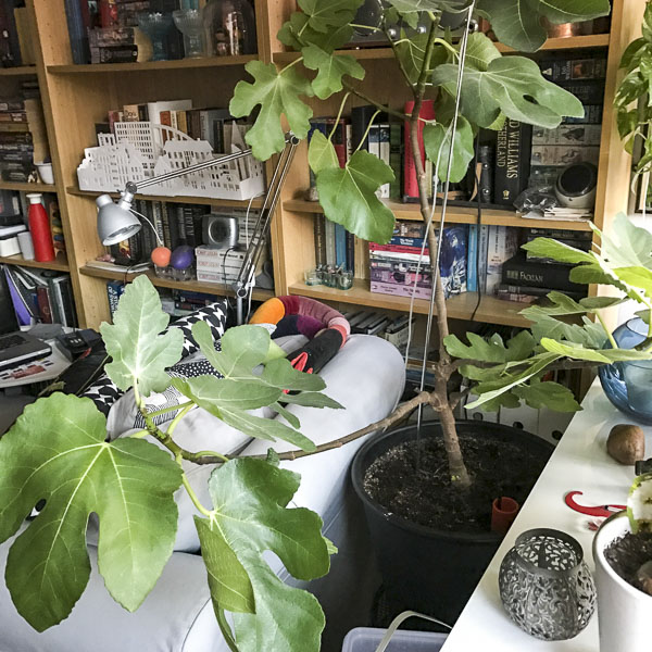 figtree, fikonträd figtree, fikonträd