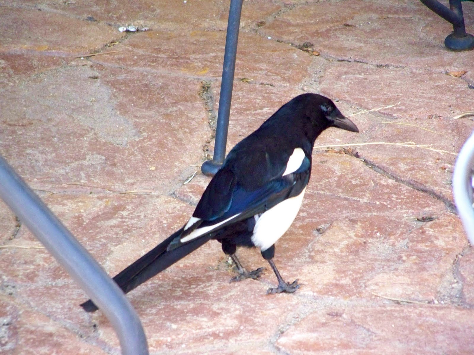 our-nature-colorado-birds