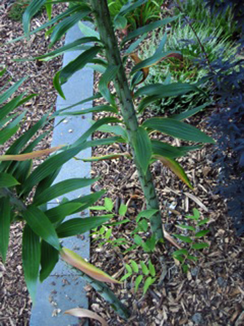 B&D Lilies Garden Blog Flat Lily Stem with a hundred flowers... What's up?