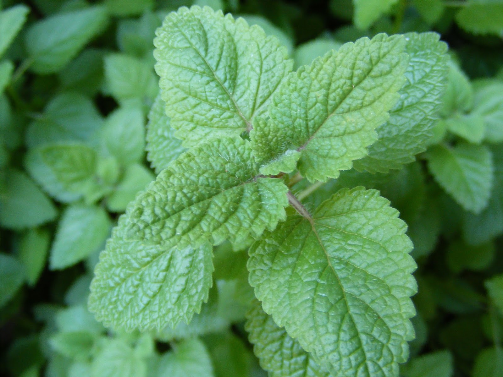 Lemon balm plant seeds