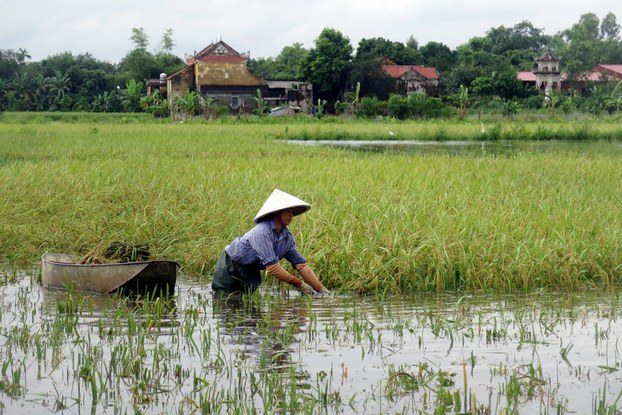 Viện cớ đất lúa một vụ năng suất thấp để lấy làm sân golf!