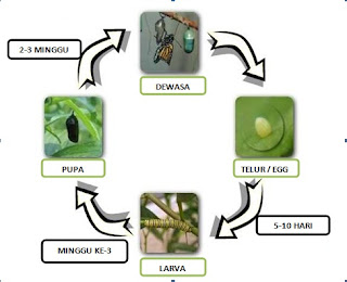 Pembiakan Haiwan: Tumbesaran Rama-rama